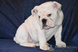 Photos supplémentaires: Chiots bouledogues anglais