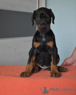 Photo №4. Je vais vendre dobermann en ville de Varsovie. éleveur - prix - négocié