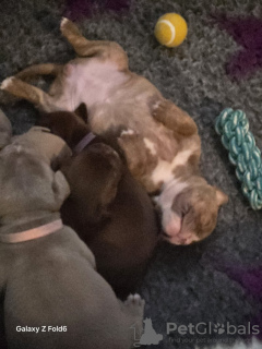 Photo №3. Bully de poche x Alte Englische Bulldogge. Allemagne