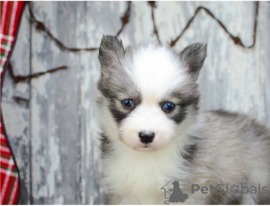 Photo №2 de l'annonce № 17284 de la vente spitz nain, husky de sibérie - acheter à Australie 