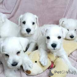 Photo №2 de l'annonce № 168828 de la vente schnauzer miniature - acheter à Belgique éleveur
