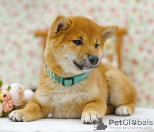 Photos supplémentaires: Shiba Inu. Chiots