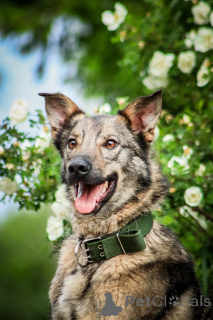 Photo №2 de l'annonce № 150741 de la vente chien bâtard - acheter à Fédération de Russie annonce privée