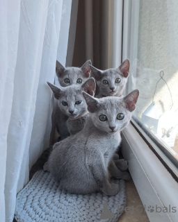 Photo №1. bleu russe - à vendre en ville de Fracasse | négocié | Annonce № 164198