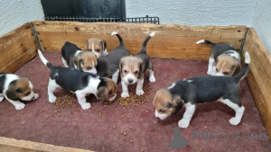 Photo №1. beagle - à vendre en ville de Bietigheim-Bissingen | 350€ | Annonce №171428