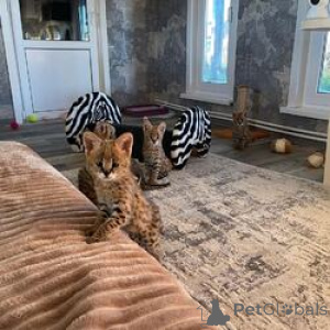 Photo №4. Je vais vendre savannah en ville de Enontekiö. éleveur - prix - négocié