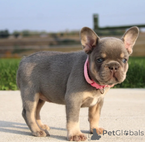 Photo №1. bouledogue - à vendre en ville de Bucarest | négocié | Annonce №157976