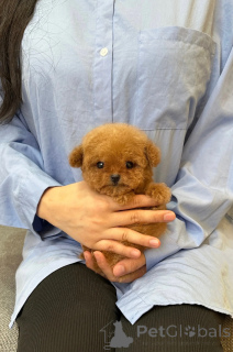 Photo №1. caniche (jouet) - à vendre en ville de Strasbourg | négocié | Annonce №153061