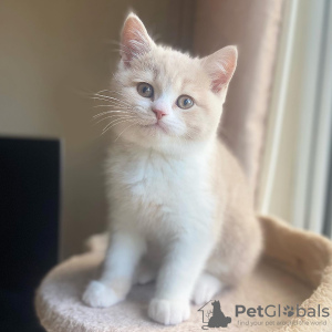 Photo №2 de l'annonce № 90136 de la vente british shorthair - acheter à Estonie éleveur