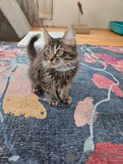 Photo №3. Chatons de forêt norvégienne disponibles à l'adoption.. La finlande