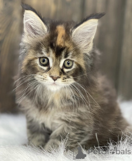 Photo №1. maine coon - à vendre en ville de Baden-Baden | 965€ | Annonce № 163458