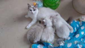 Photo №1. ragdoll - à vendre en ville de Berne | 400€ | Annonce № 159210