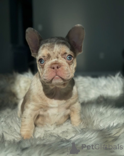 Photo №1. bouledogue - à vendre en ville de Munich | 900€ | Annonce №150634