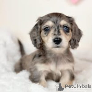 Photo №1. teckel - à vendre en ville de Vienne | 700€ | Annonce №165414