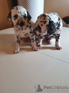Photo №2 de l'annonce № 10964 de la vente dalmatien - acheter à La finlande annonce privée