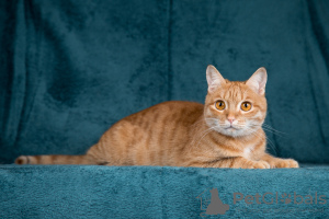 Photo №3. Le minou affectueux Citrouille recherche des mamans et des papas !. Fédération de Russie