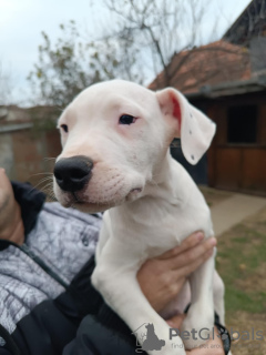 Photos supplémentaires: Chiots Dogue Allemand