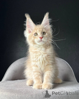 Photo №2 de l'annonce № 153064 de la vente maine coon - acheter à Allemagne éleveur
