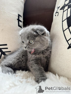 Photo №1. scottish fold - à vendre en ville de Wiesbaden | 350€ | Annonce № 113154