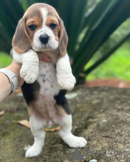 Photo №2 de l'annonce № 117600 de la vente beagle - acheter à Allemagne annonce privée