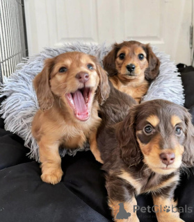 Photo №1. teckel - à vendre en ville de Leipzig | négocié | Annonce №154727