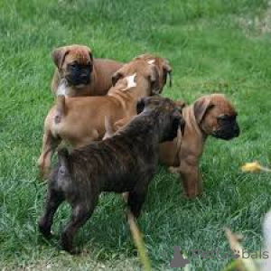 Photo №2 de l'annonce № 161582 de la vente boxer - acheter à Luxembourg annonce privée, éleveur