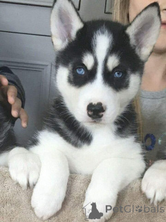 Photo №2 de l'annonce № 161549 de la vente husky de sibérie - acheter à Allemagne annonce privée