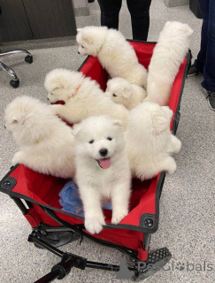 Photo №1. samoyède - à vendre en ville de Basel | négocié | Annonce №158359