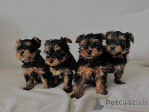 Photo №1. yorkshire terrier - à vendre en ville de Aacheur | 194€ | Annonce №167678