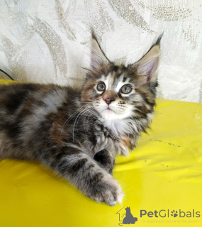 Photo №4. Je vais vendre maine coon en ville de Tioumen. annonce privée, de la fourrière, éleveur - prix - 1186€