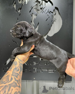 Photo №2 de l'annonce № 162901 de la vente cane corso - acheter à Italie annonce privée