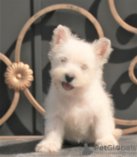 Photo №3. West Highland White Terrier chiot femelle. Fédération de Russie