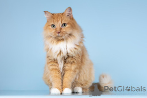 Photo №1.  - à vendre en ville de Khimki | Gratuit | Annonce № 161752