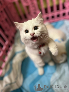 Photo №2 de l'annonce № 163743 de la vente persan - acheter à La finlande annonce privée, de l'abri