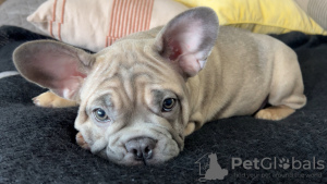 Photo №1. bouledogue - à vendre en ville de Södertälje | 1500€ | Annonce №131991