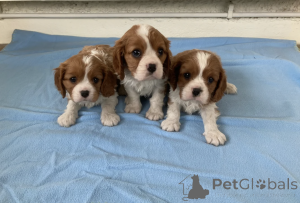 Photo №1. cavalier king charles spaniel - à vendre en ville de Pano Lefkara | négocié | Annonce №168876