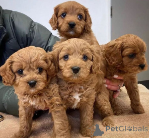 Photo №1.  - à vendre en ville de Espartinas | négocié | Annonce №160318