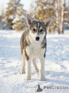 Photo №3. Trois cœurs de chiots recherchent de bons foyers. Fédération de Russie
