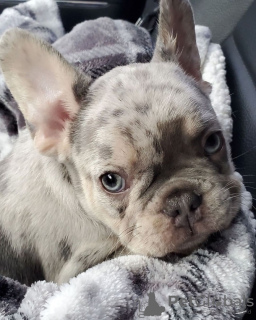 Photo №1. bouledogue - à vendre en ville de Headford | négocié | Annonce №130003