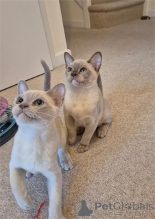 Photo №1. burmese - à vendre en ville de Bottrop | 350€ | Annonce № 154440