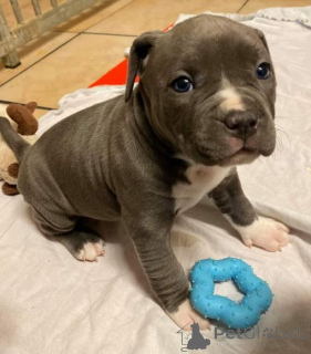 Photo №1. spitz nain - à vendre en ville de Mindelheim | négocié | Annonce №164628