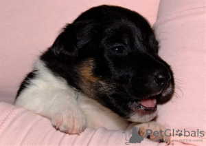 Photo №1. fox-terrier - à vendre en ville de Helsinki | Gratuit | Annonce №129443