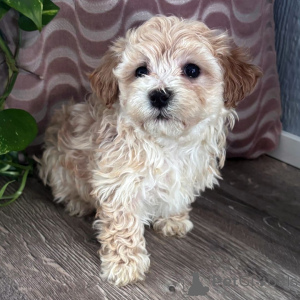 Photo №1. maltipu - à vendre en ville de Beringen | négocié | Annonce №165201