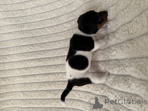 Photo №4. Je vais vendre jack russell terrier en ville de Batumi. éleveur - prix - 850€