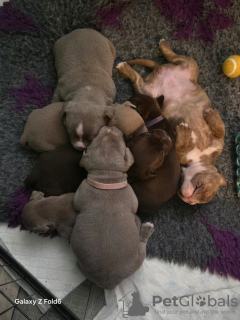 Photo №3. Bully de poche x Alte Englische Bulldogge. Allemagne