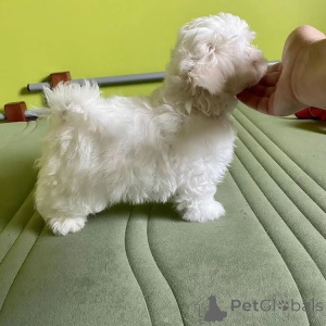 Photo №4. Je vais vendre  en ville de Bilann.  - prix - Gratuit