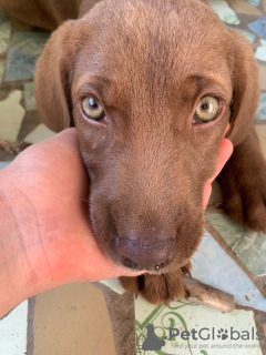 Photos supplémentaires: Un chiot labrador cherche sa maison