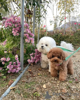 Photo №1. caniche (jouet) - à vendre en ville de Porto | négocié | Annonce №128597