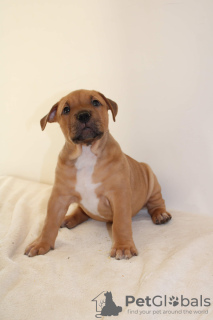 Photos supplémentaires: Puppy american bully XXL