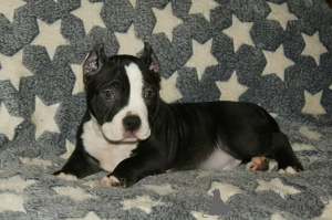 Photo №4. Je vais vendre american bully en ville de Houston. annonce privée - prix - 1063€
